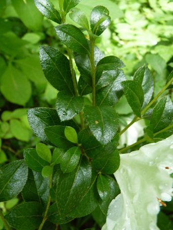 w004434motomati125-1