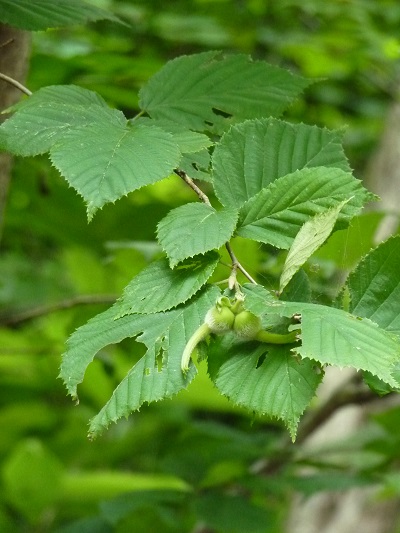 w004434niigata12