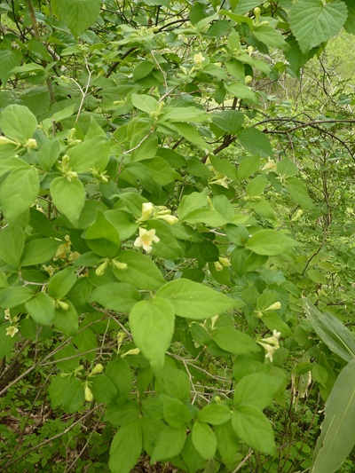 w004434niigata15