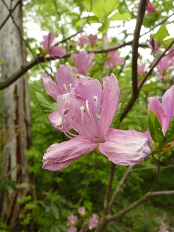 w004434niigata24-1