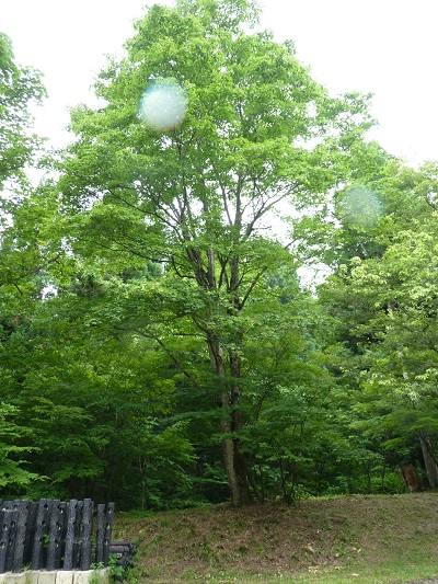 w004434niigata28