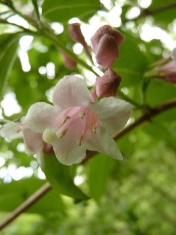 w004434niigata34-1