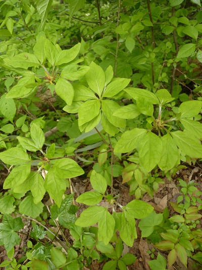 w004434niigata36