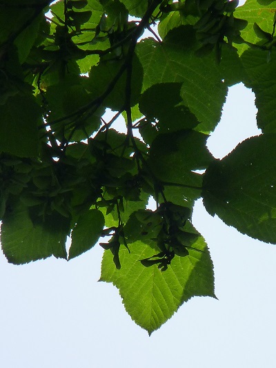 w004434niigata4