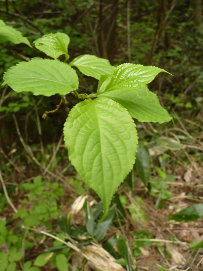 w004434niigata44