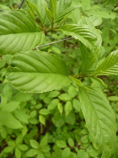 w004434niigata46