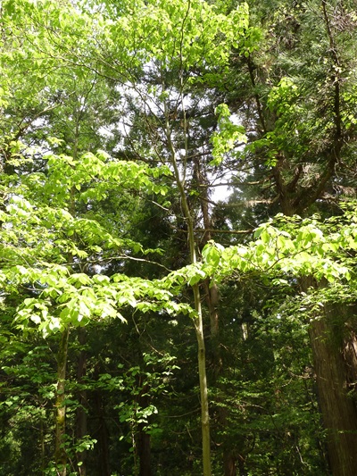 w004434niigata55