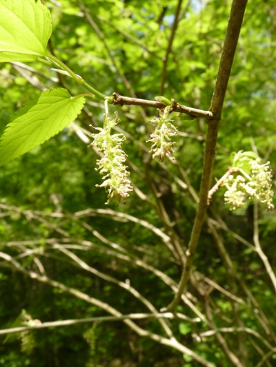 w004434niigata60