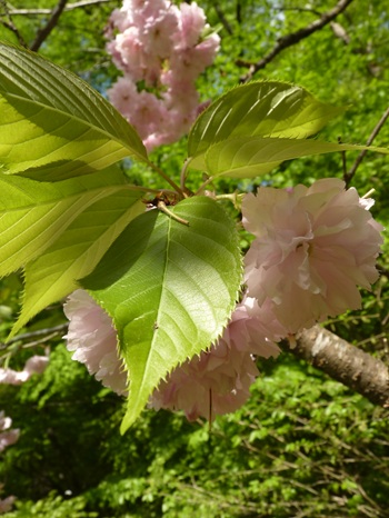 w004434niigata62-1