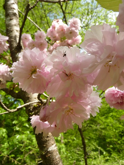 w004434niigata62