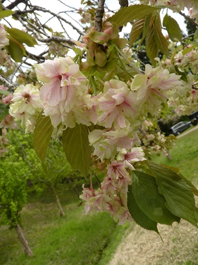 w004434niigata63