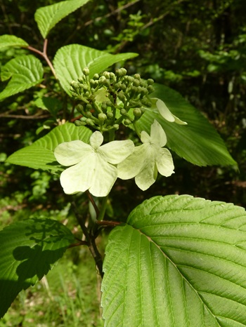 w004434niigata64-1
