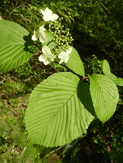 w004434niigata64