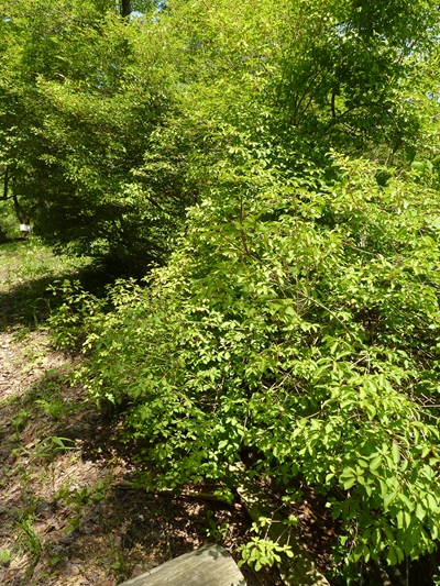 w004434niigata77