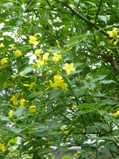 w004434sinkou151