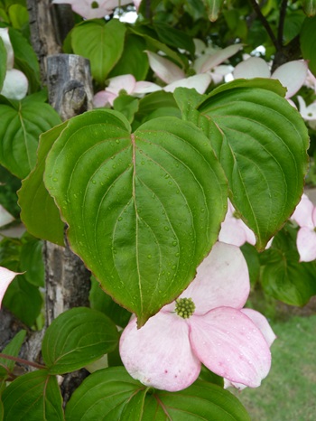 w004434sinkou153-2