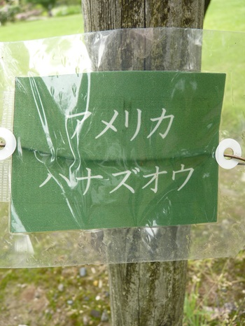 w004434sinkou156-2