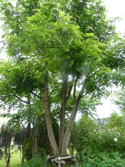 w004434sinkou161