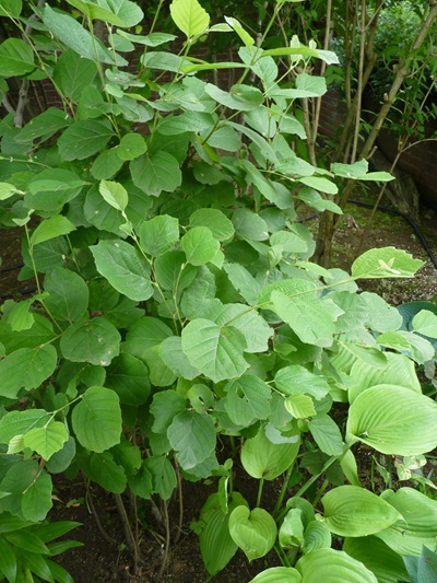 w004434sinkou164