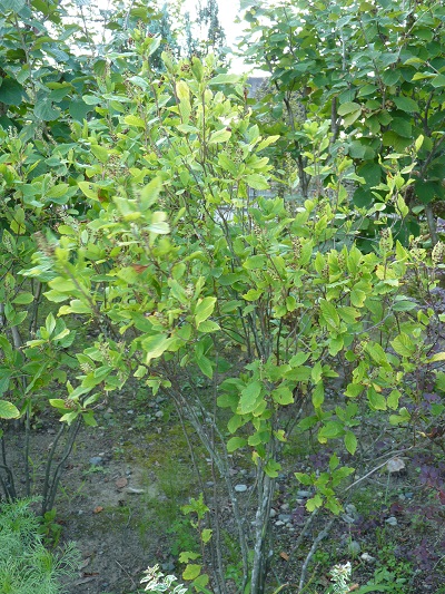 w004434sinkou22