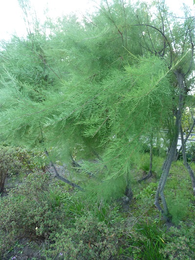 w004434sinkou28