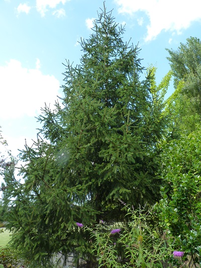 w004434sinkou50