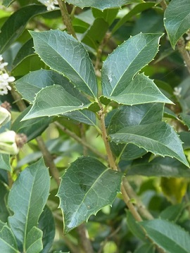 w004434sinkou78-1