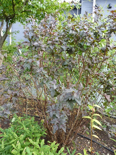 w004434sinkou87