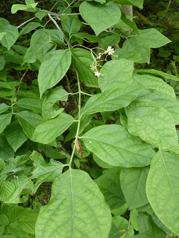 w004434tai1-1