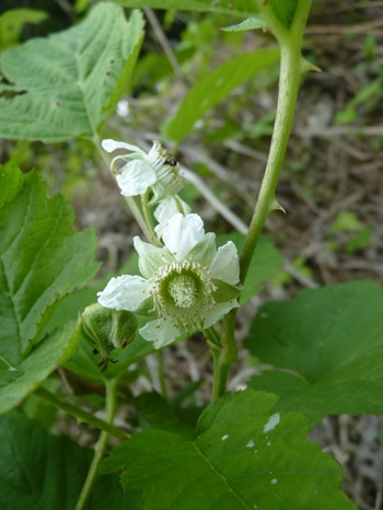 w004434tai2-1