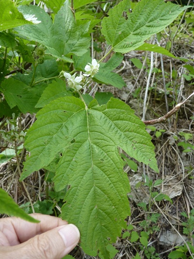 w004434tai2