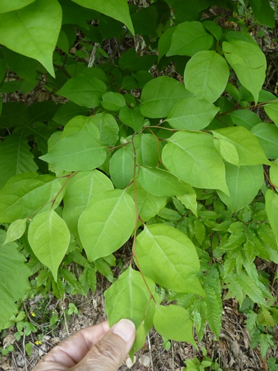 w004434tai3
