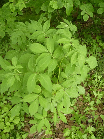 w004434tai5