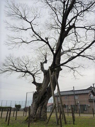 w004436itiburi