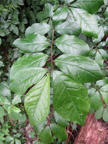 w004436itiburi1-1