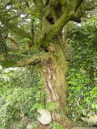 w004436itiburi3