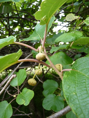 w004436itiburi4-2