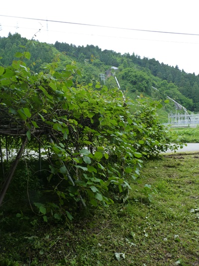 w004436itiburi4