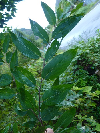 w004436simizugura12-3