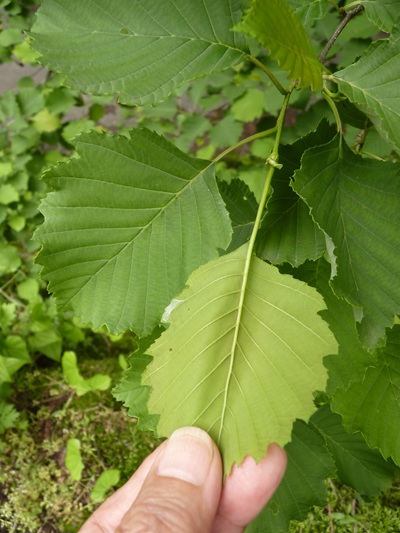 w004436simizugura30