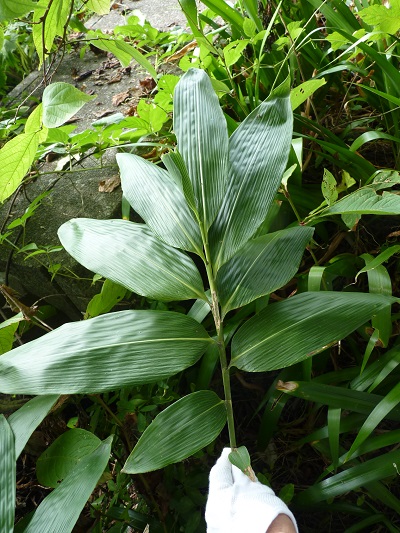 w004436teradi