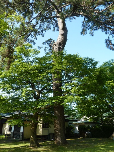 w004436toumi