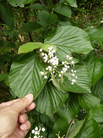 w004436toumi11-2