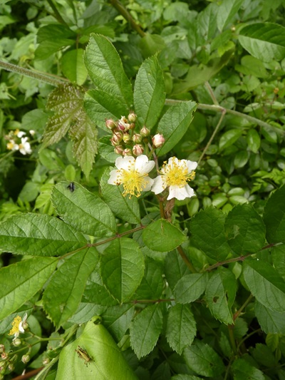 w004436toumi18