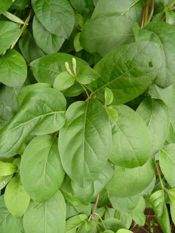 w004436toumi19-1