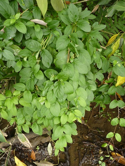 w004436toumi19