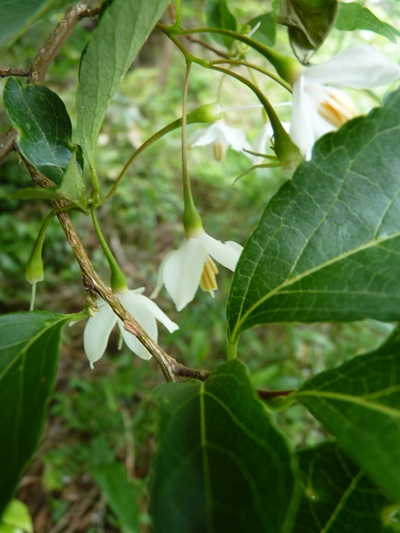 w004436toumi20