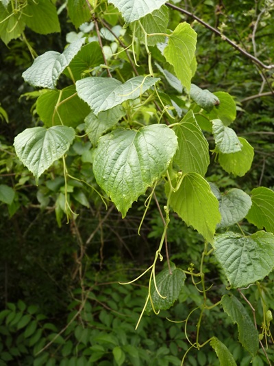 w004436toumi21