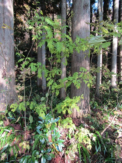 w004437tugawa10