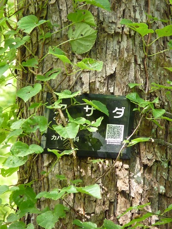 w004437tugawa13-3